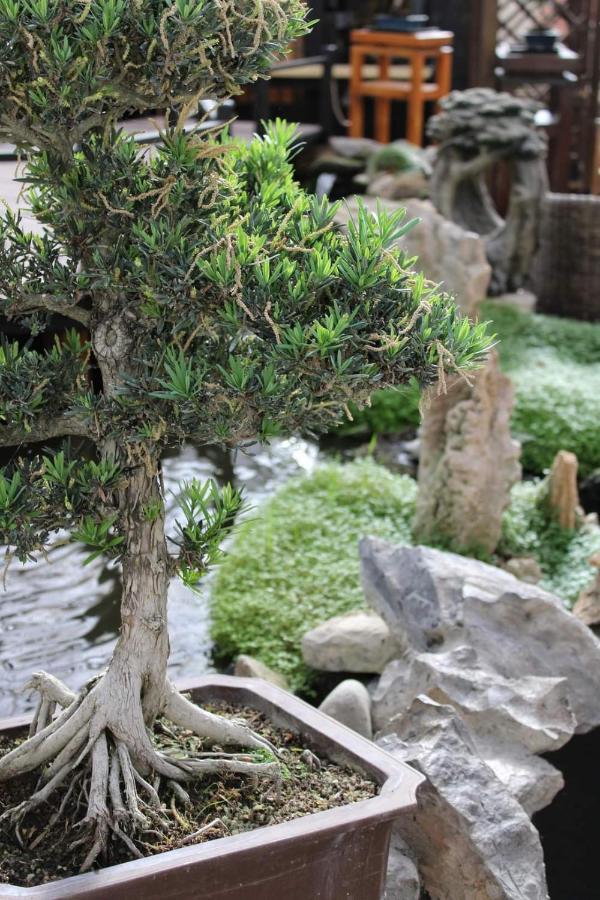 Zen Museu do Bonsai Sintra Exterior foto